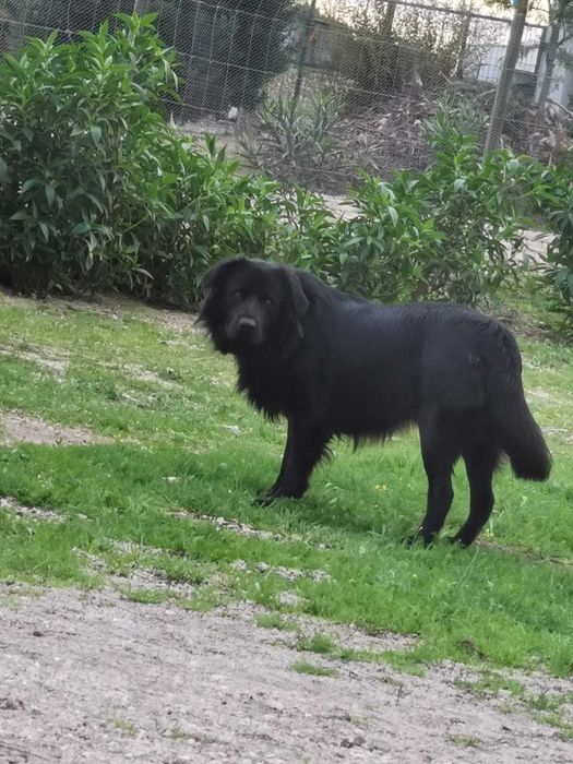 Adoção cão e gato