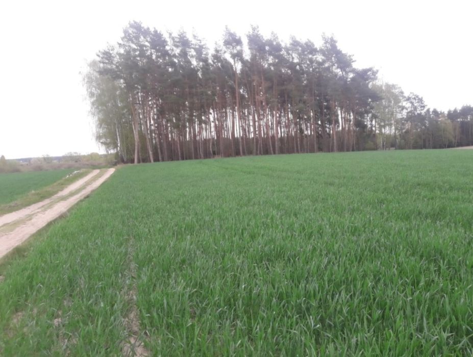 Sprzedam działkę 6.5 ha