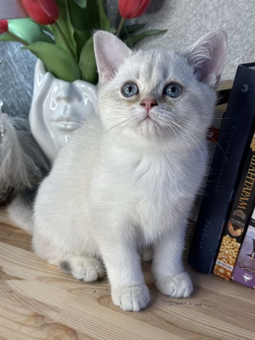 Мальчик золотая шиншилла