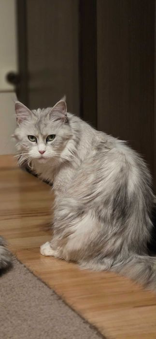 Piękne sreberko  z rodowodem FPL