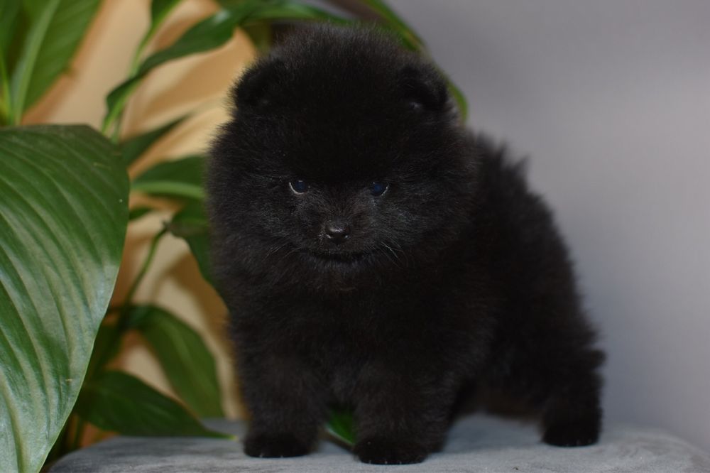 Мишка мишутка уголёк