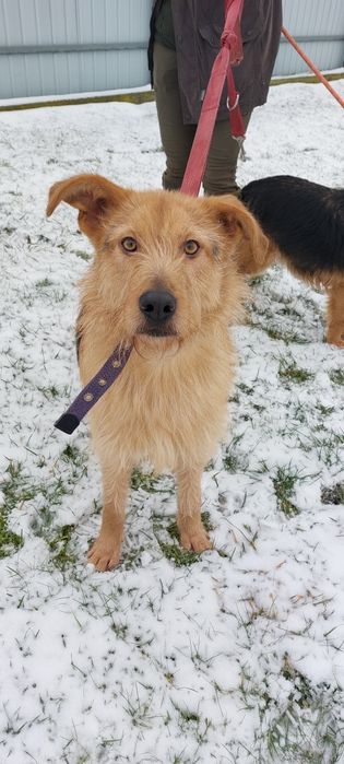 Wiesiu pies do adopcji