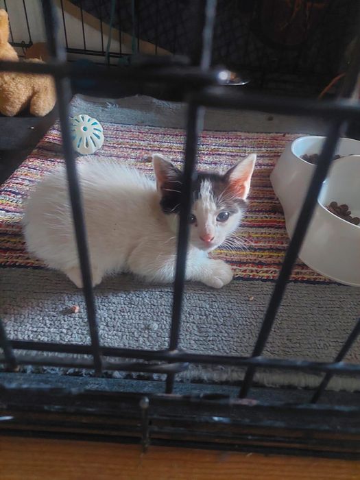 Gatinhos bebés para adoção responsável