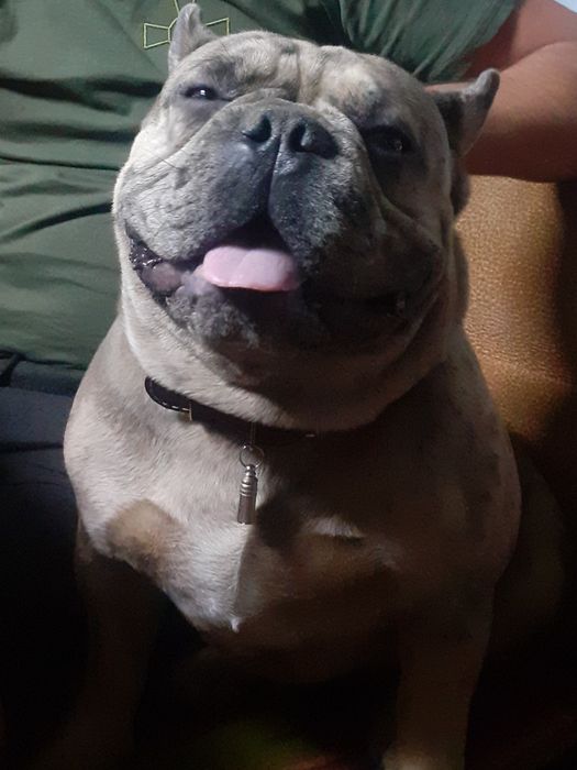 Молодой француский бульдог ищет даму