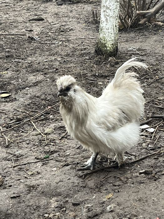 Продам шовкових курей