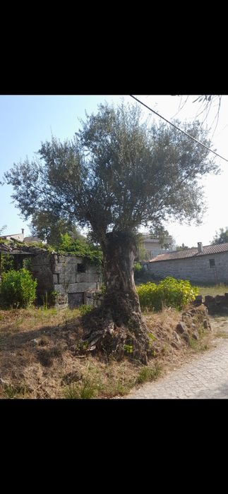 Oliveiras de centenárias