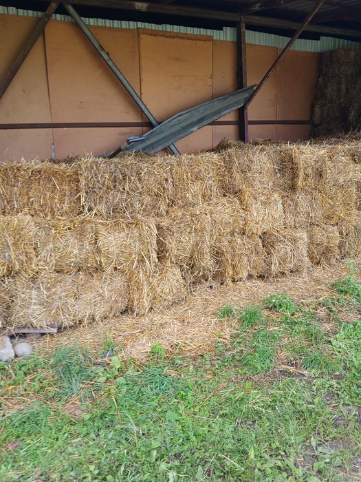 Słoma pszenna sucha małe snopki 3 bele polecam okazja