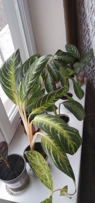 Продам  Аглоанеми