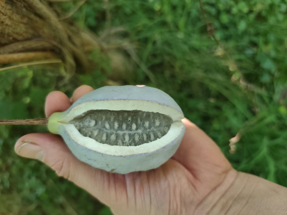 Akebia, egzotyczne pnacze