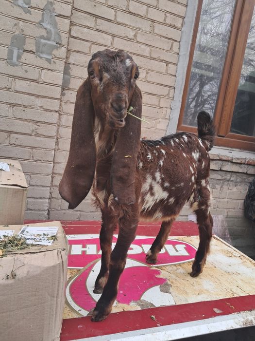 Козлик 75 % камори 25% нубиец