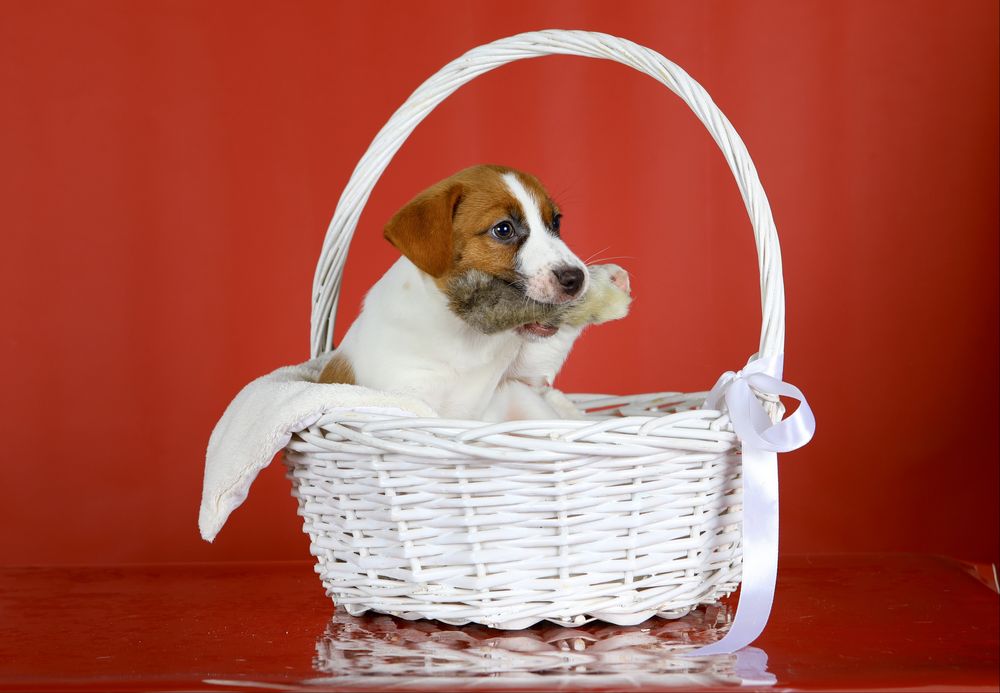 Цуценята Джек Рассел КСУ