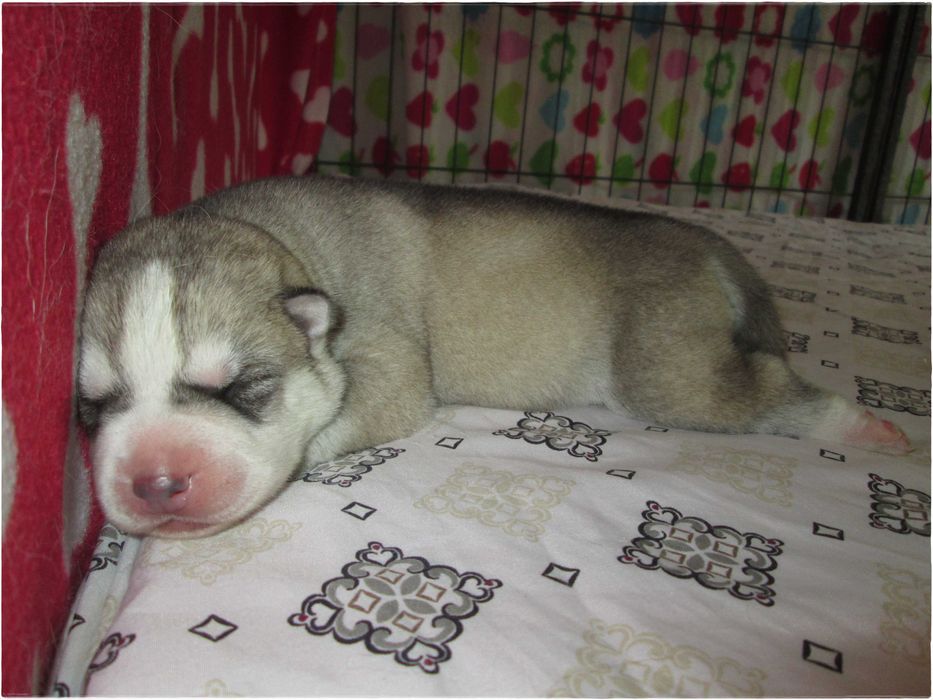 Macho Cinzento e Branco Husky Siberiano