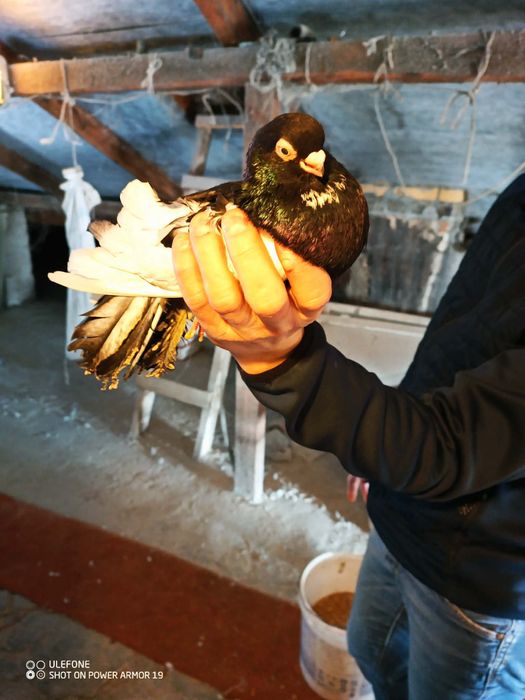 Gołębie zamojskie górnolotne