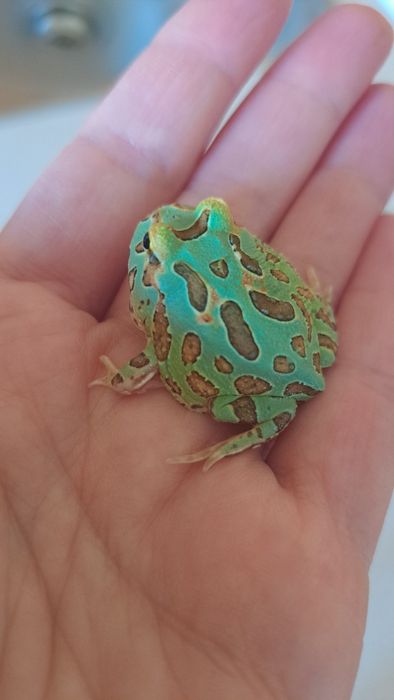 Żaba rogata. Ceratophrys cranwelli. Packman frog