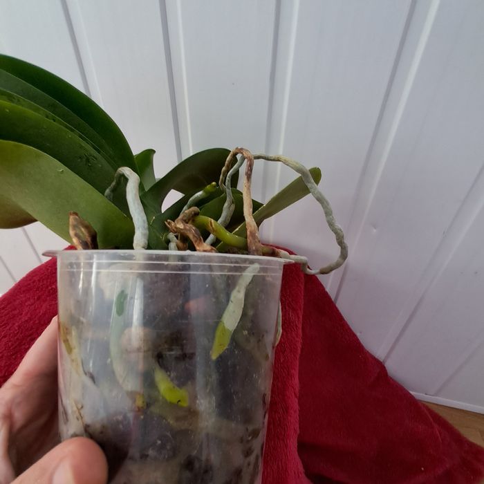 Орхидея фалинопсис Пират Пикоти.