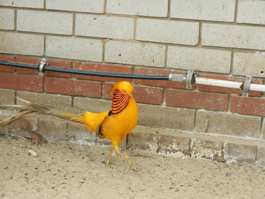 Продам фазан охотничий