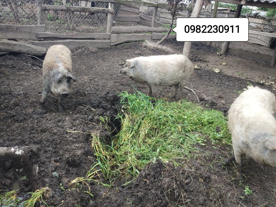 Свині на племя,мангалиці. мангалиця ,ТУШКИ (м'ясо, сало) 150 гр/кг ЕКО