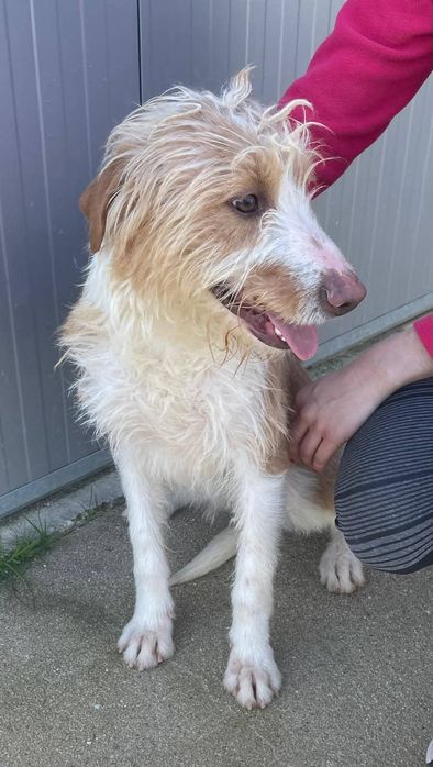 Caozinho com 1 aninho e 3 meses