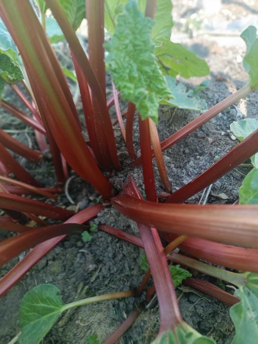 Sprzedam rabarbar