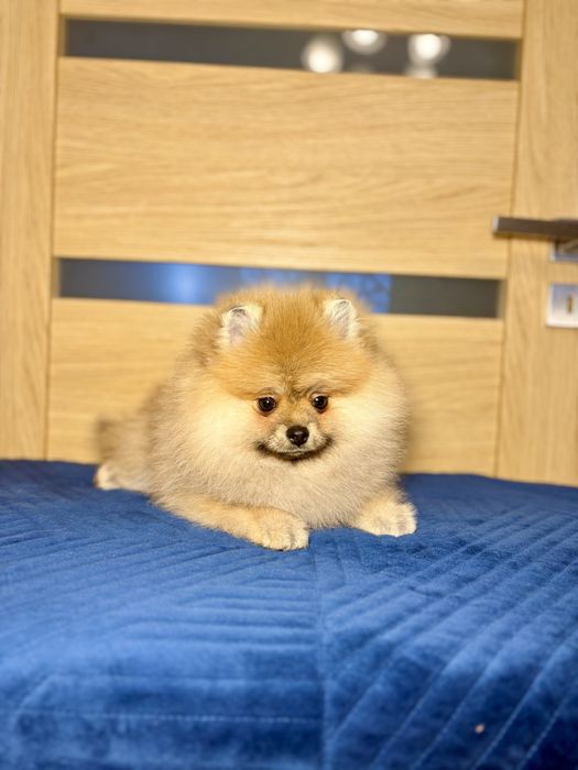 Wyjątkowa sunia w typie misia – puchata dziewczynka do pokochania!