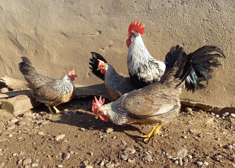 Продаж Інкубаційних яєць породистих курей