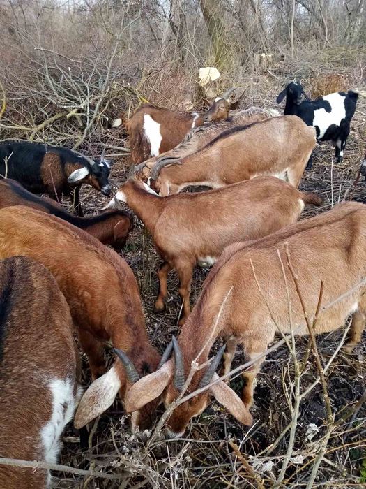 Продам нубійскі кози