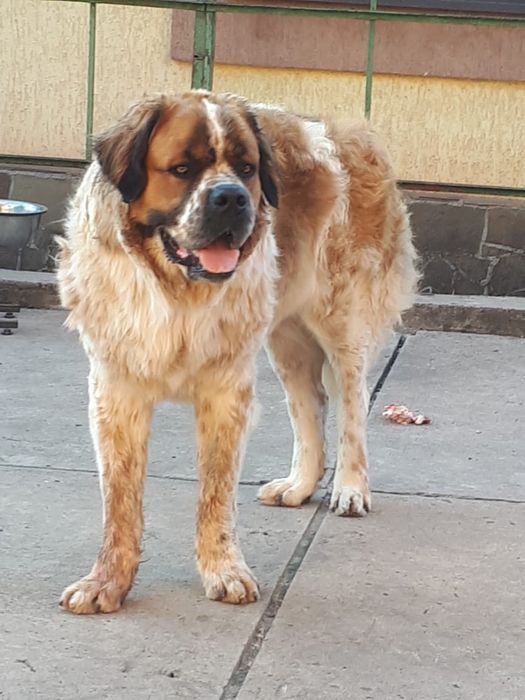 Вязка московская сторожевая