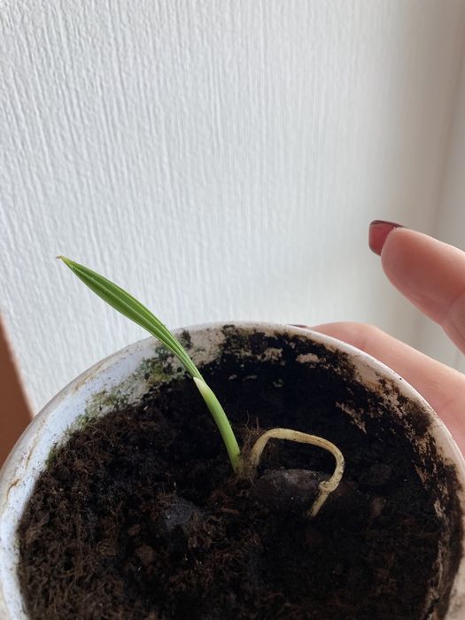 Фінікова пальма