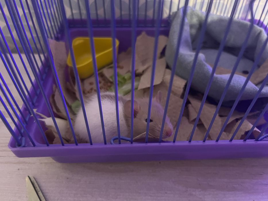 Крыса мальчик, клетка для грызунов