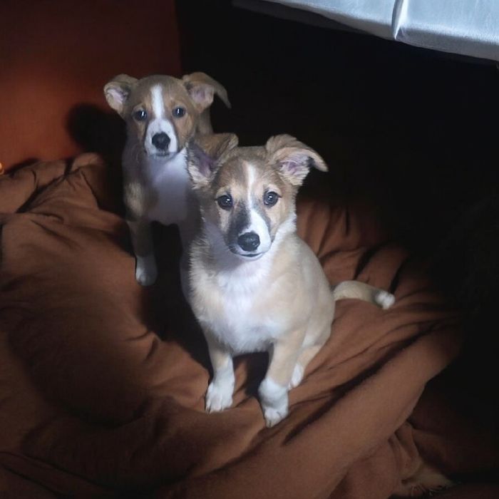 СРОЧНО щеночки-подростки ищут дом!!! Их ждет улица