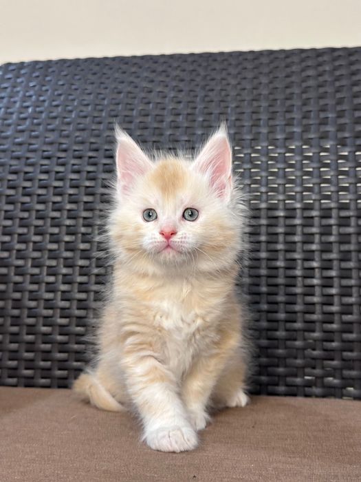 Morpheus-Kocurek Maine Coon