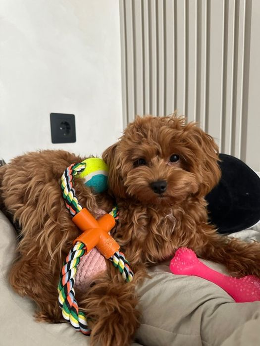 Maltipoo F1 mini puppy