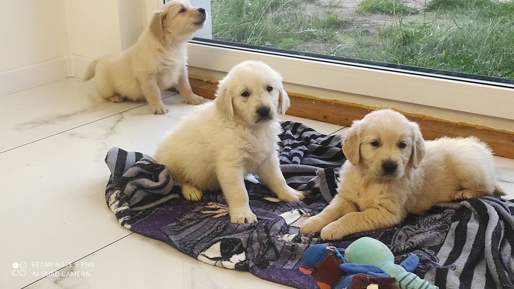 Golden retriever