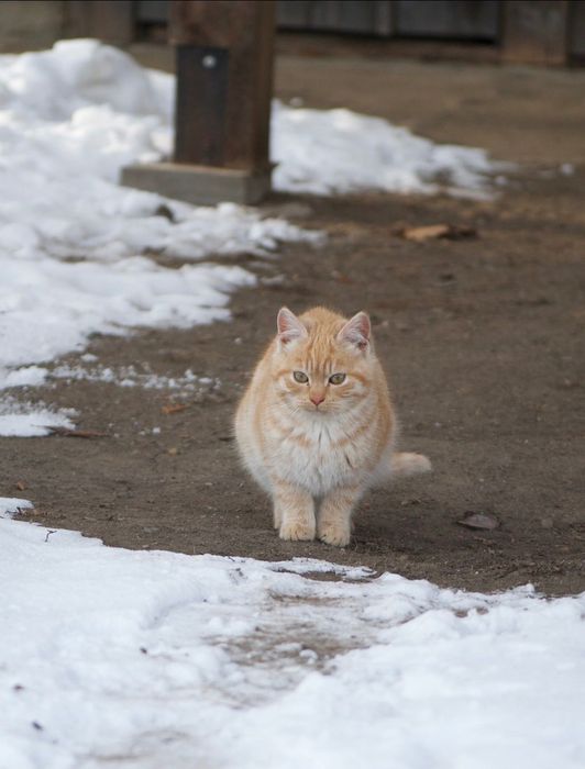 Кошеня у добрі руки