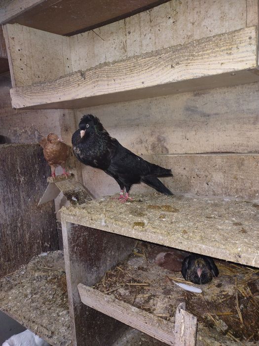 Garłacze górnośląskie koroniaste