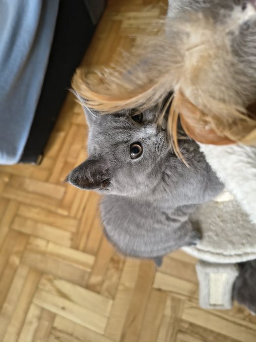 Kocur brytyjski krótkowłosy Dasti