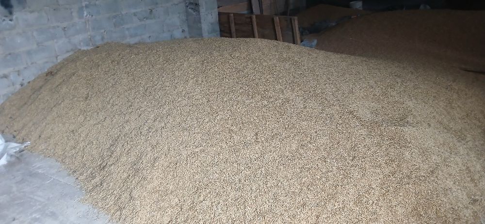 Owies tegoroczny zbiór