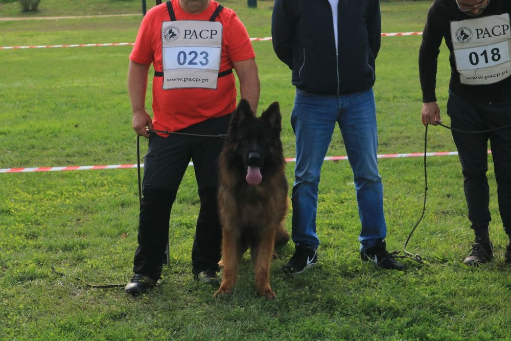 Pastor Alemão macho com lop e Afixo
