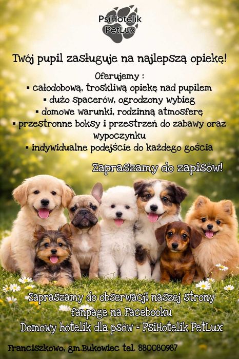 Domowy hotel dla psów