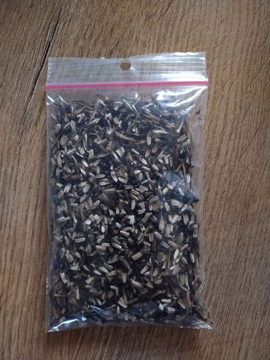 Jeżówka purpurowa, nasiona