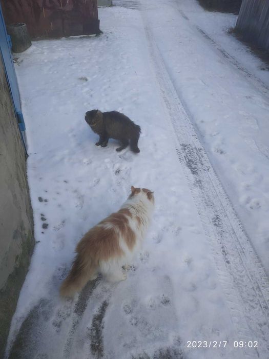 Котяча сімейка шукає нову домівку!