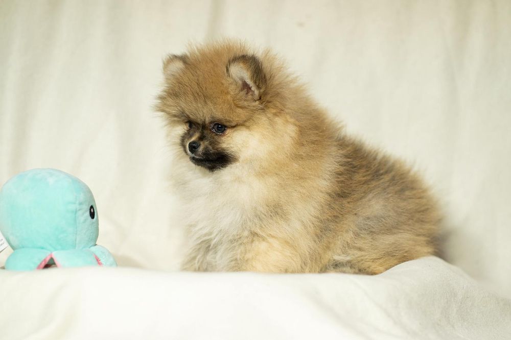 Pomeranian piesek typ misia,po bardzo małych rodzicach