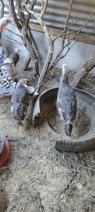 Vendo perus com 1 ano