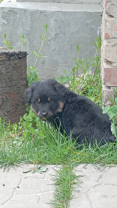 Щеня  хлопчик 3.5 місяці
