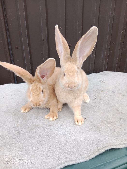 Sprzedam olbrzym belgijski żółty