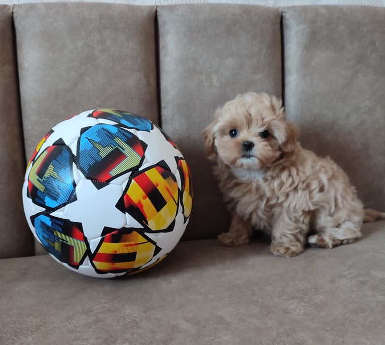 Цуценята мальтіпу f1