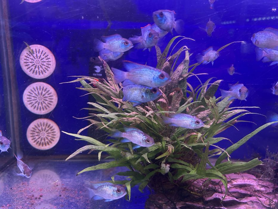 Acara eletric blue