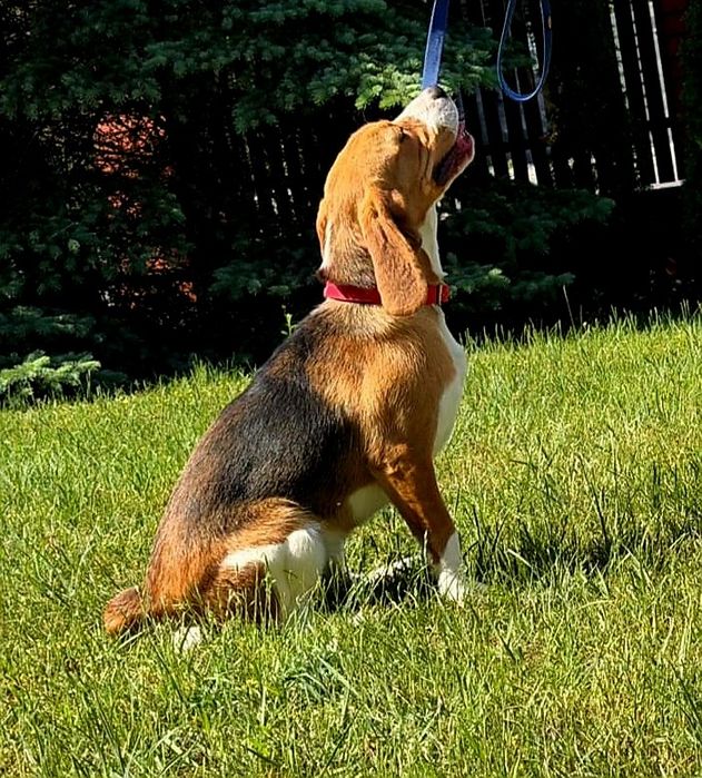 Piękna suczka rasy Beagle z rodowodem