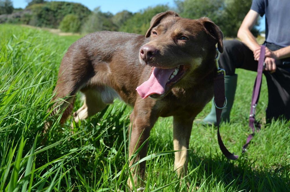 Burbon - słodziak-wiercipięta szuka domu