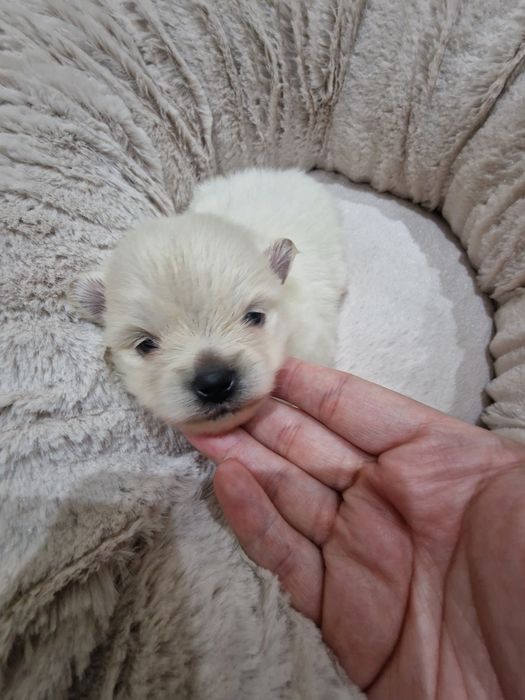 Lulu Pomerânia C/LOP Fêmea Spitz Alemão Anão
